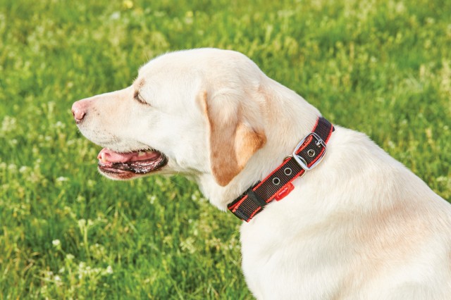 Weatherbeeta Therapy-Tec Dog Collar (Black/Red)