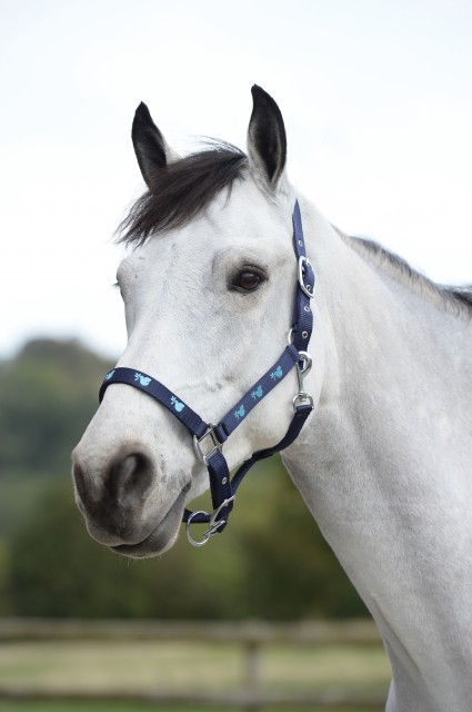 Saxon Dove Headcollar (Navy/Light Blue)