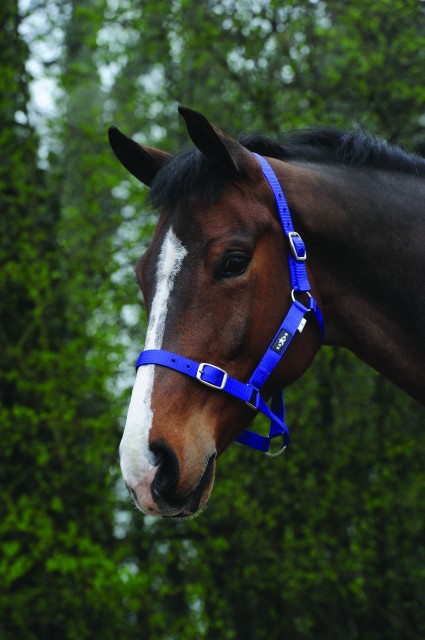 Saxon Economy Headcollar (Royal Blue)