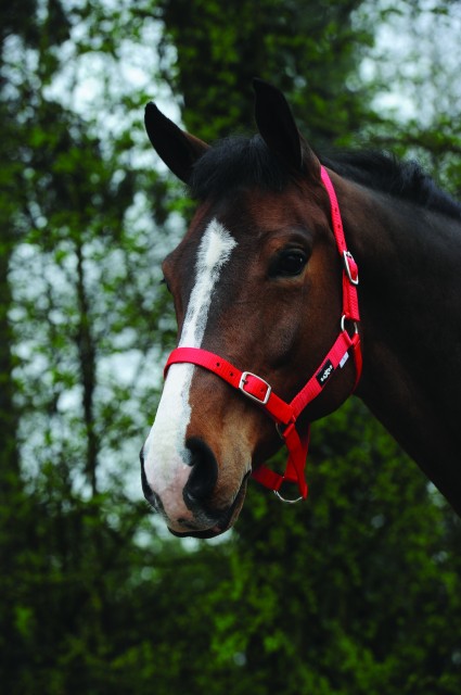 Saxon Economy Headcollar (Red)