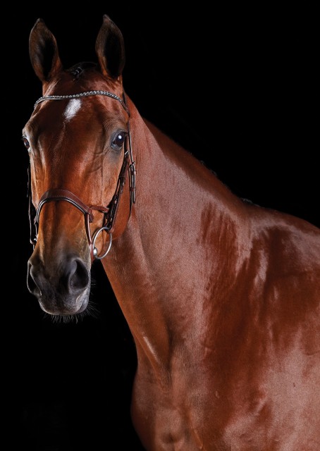 Collegiate Comfitec Crystal Bridle (Brown)