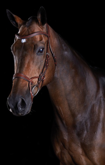 Collegiate Comfitec Training Bridle (Brown)