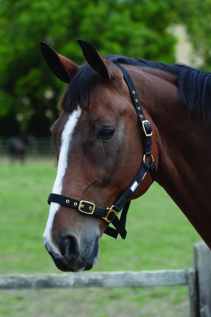 Roma Adjustable Headcollar (Black)