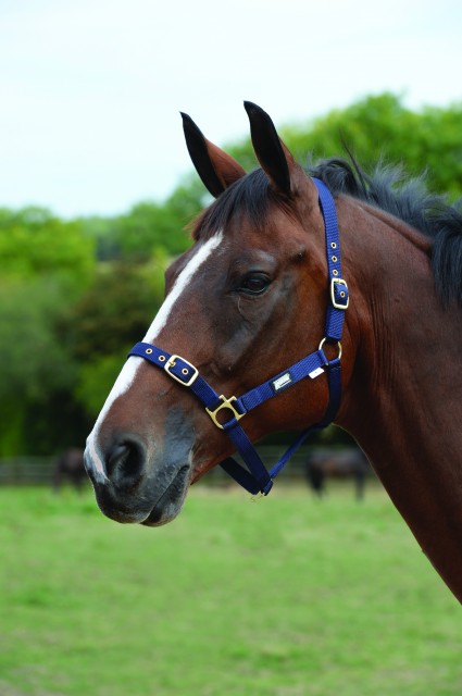 Roma Adjustable Headcollar (Navy)