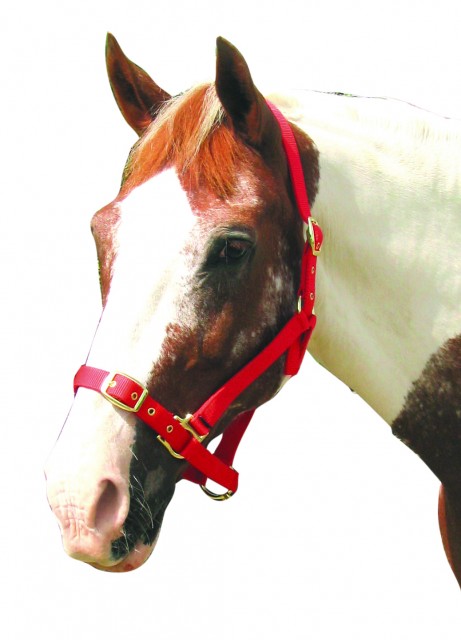 Roma Adjustable Headcollar (Red)
