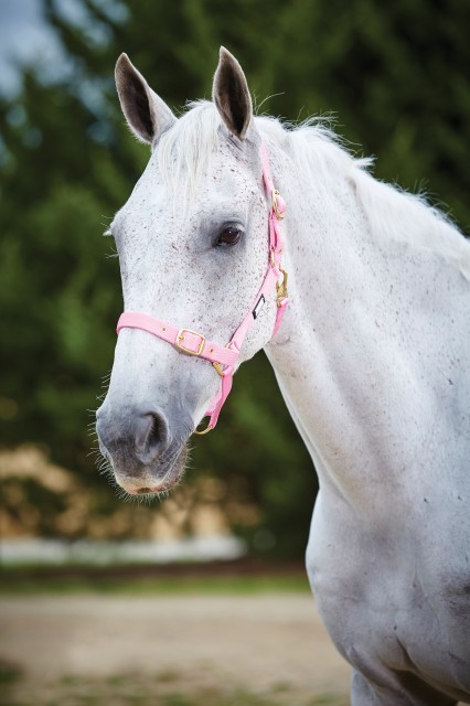 Roma Adjustable Quick Clip Headcollar (Pink)