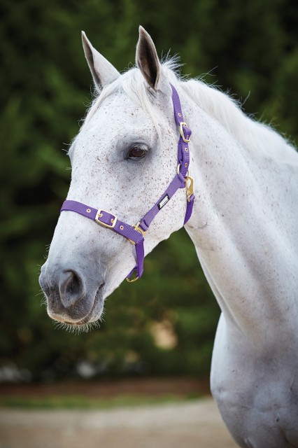 Roma Adjustable Quick Clip Headcollar (Purple)