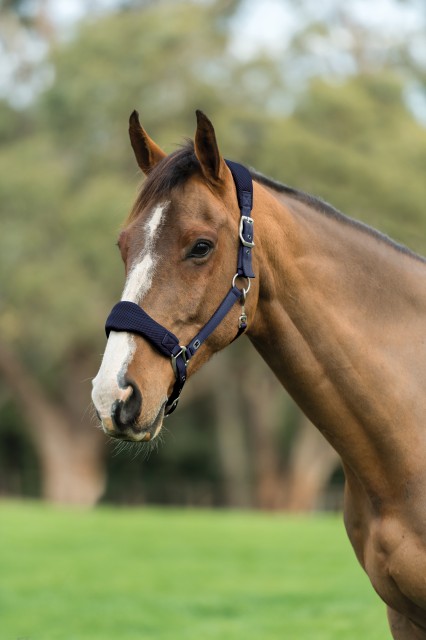 Roma Airmesh Headcollar (Navy)