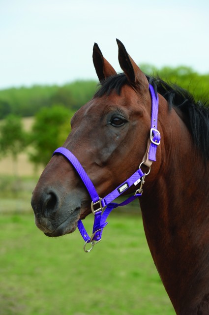 Roma Breakaway Headcollar II (Purple)