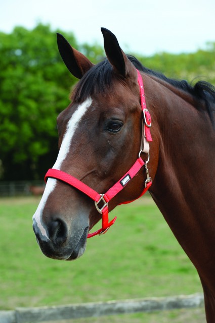 Roma Breakaway Headcollar II (Red)
