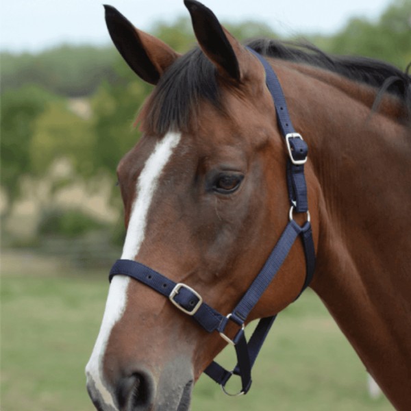 Roma Economy Headcollar (Navy)