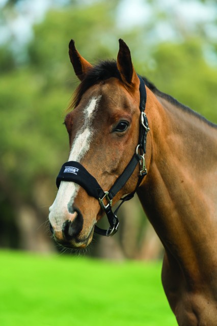 Roma Fleece Shaped Headcollar (Black)