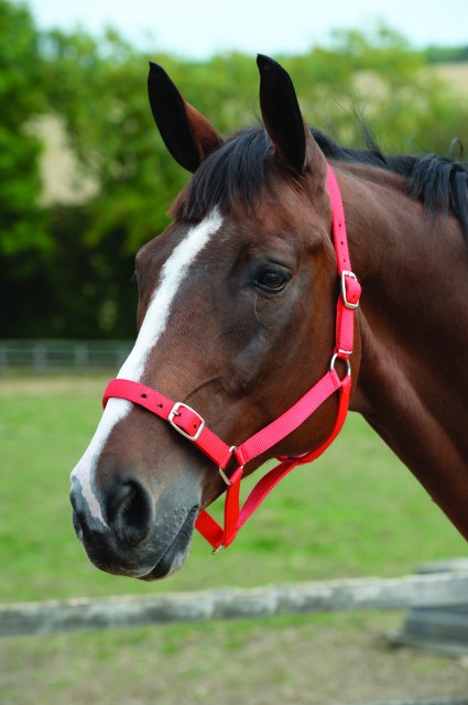 Roma Headcollar & Lead Set (Red)