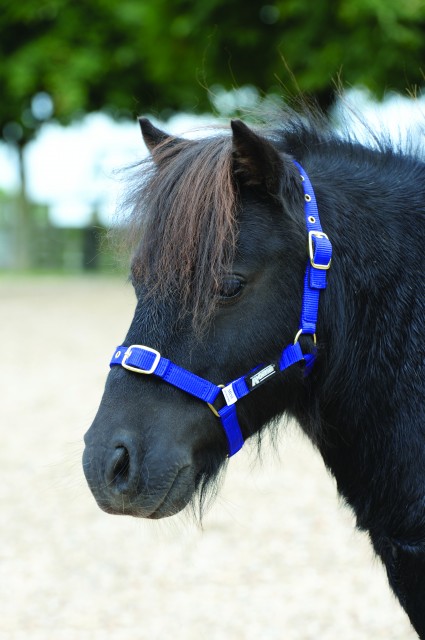 Roma Nylon Brass Buckle Headcollar (Navy)