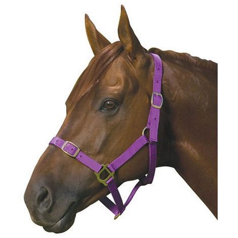 Roma Nylon Brass Buckle Headcollar (Purple)