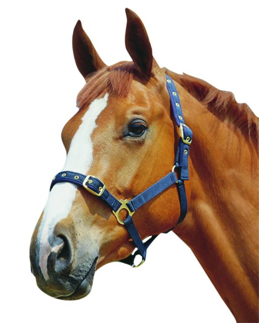Roma Padded Jersey Headcollar (Black)