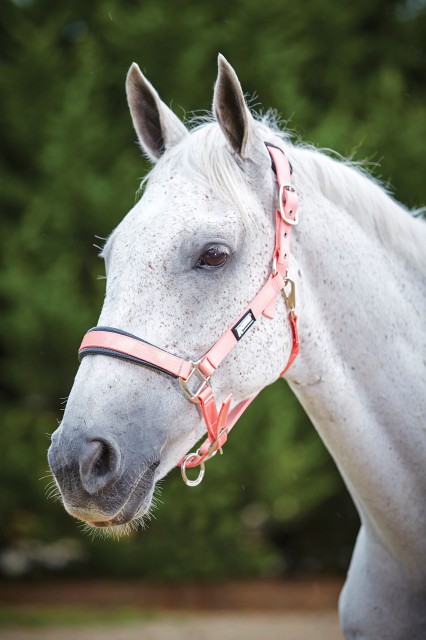 Roma Pastel Headcollar (Peach/Black)