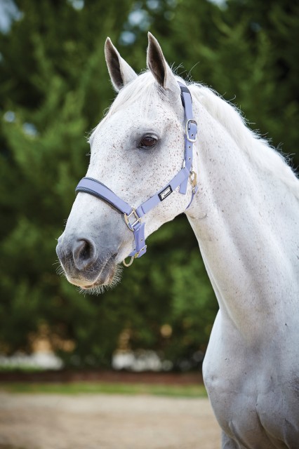 Roma Pastel Headcollar (Lavender/Black)