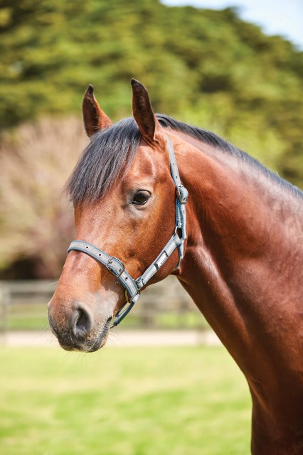 Roma Stripe Headcollar (Blue/Grey/White)