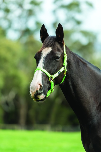 Saxon Brights Headcollar (Lime)