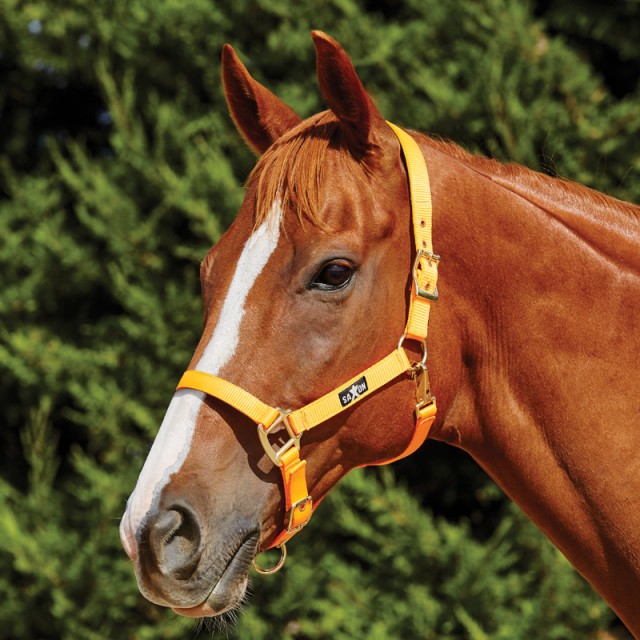 Saxon Brights Headcollar (Orange)
