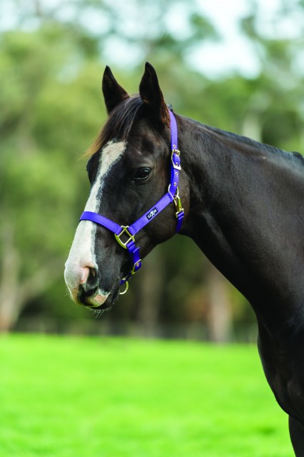 Saxon Brights Headcollar (Purple)