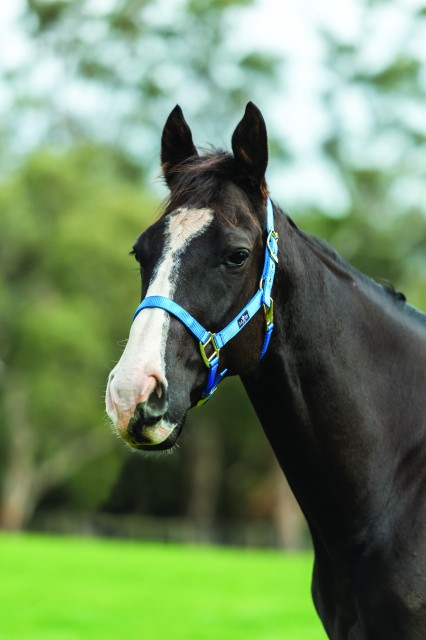 Saxon Brights Headcollar (Sky Blue)