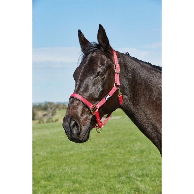 Roma Brights Headcollar (Hot Pink)