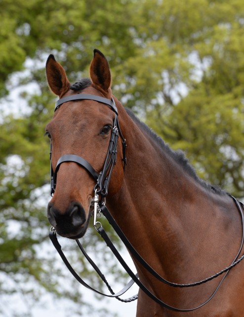 Kincade Show Weymouth Bridle (Black)