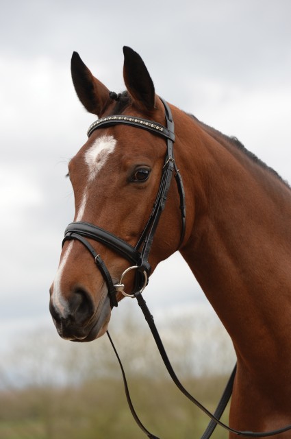 Kincade Padded Crystal Crank Flash Bridle (Black)