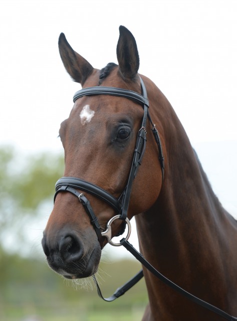 Kincade Flash Bridle (Black)