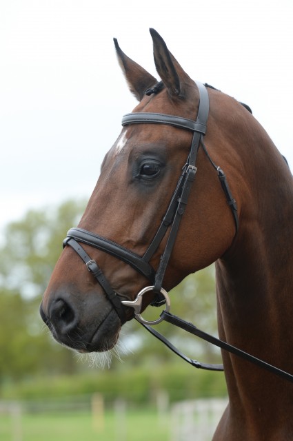 Kincade Flash Bridle (Brown)