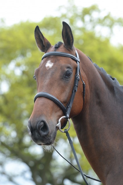 Kincade Raised Cavesson Bridle (Brown)