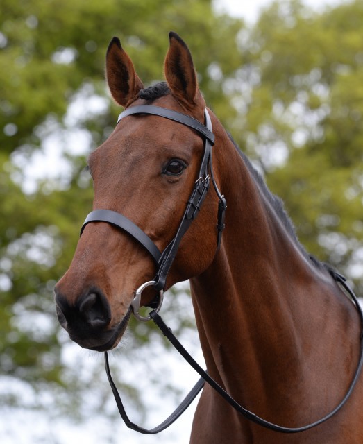 Kincade Hunt Cavesson Bridle (Black)