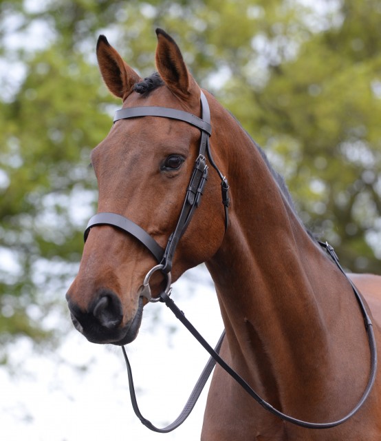 Kincade Hunt Cavesson Bridle (Brown)