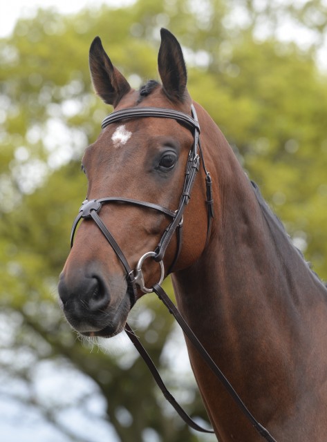 Kincade Grackle Bridle (Brown)