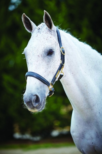 Kincade Leather Name Plate Headcollar (Black)