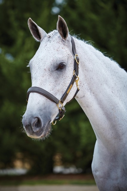 Kincade Leather Name Plate Headcollar (Brown)