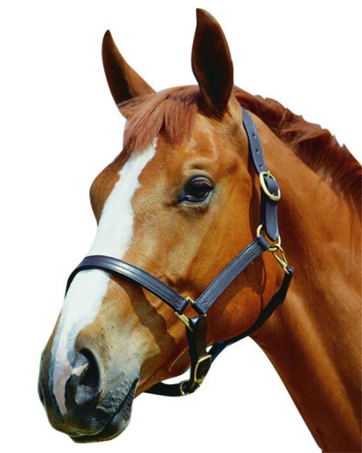 Kincade Triple Stitch Leather Headcollar (Black)