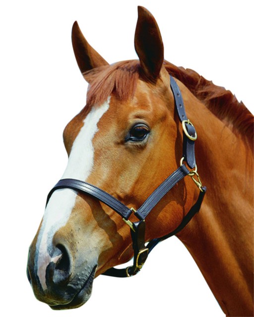 Kincade Triple Stitch Leather Headcollar (Brown)