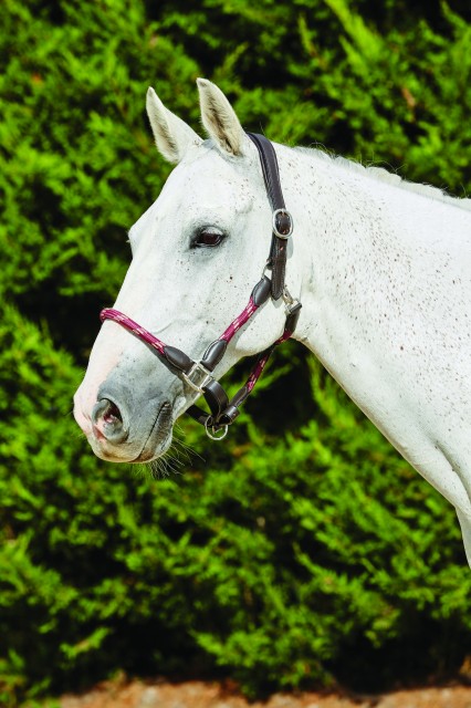 Kincade Leather Rope Headcollar (Burgundy/Brown)