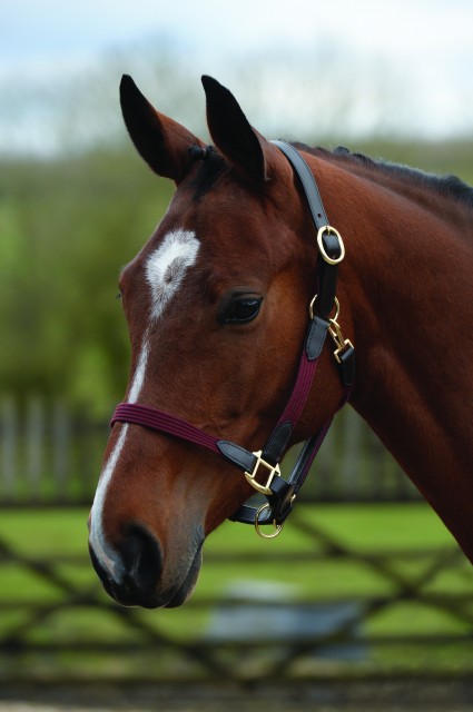 Kincade Leather Web Headcollar (Burgundy/Brown)