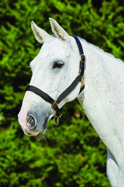 Kincade Deluxe Webbed Headcollar With Leather Crown (Black)