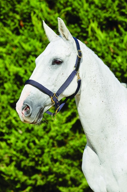 Kincade Deluxe Webbed Headcollar With Leather Crown (Navy)