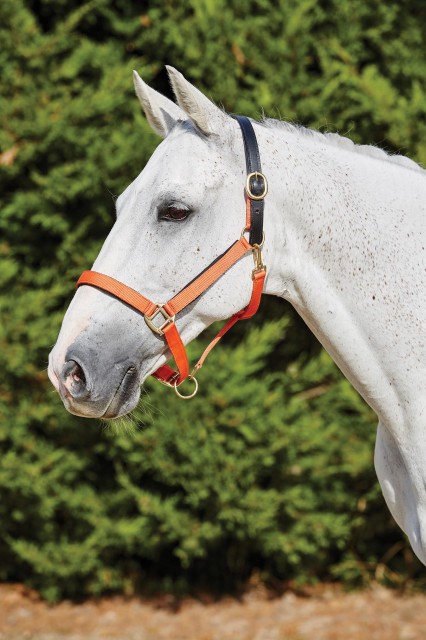 Kincade Deluxe Webbed Headcollar With Leather Crown (Orange)