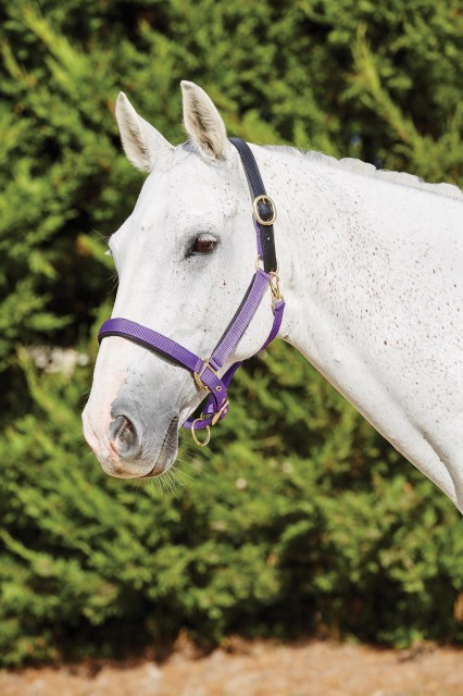 Kincade Deluxe Webbed Headcollar With Leather Crown (Purple)