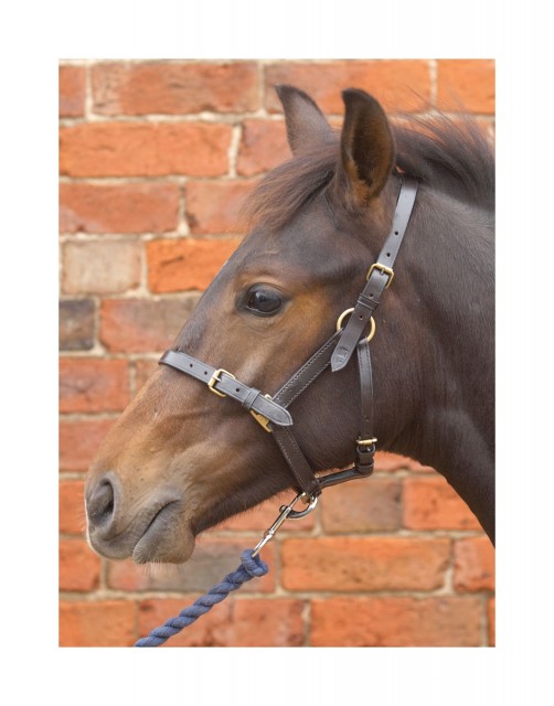 Hy Leather Foal Head Collar (Black)