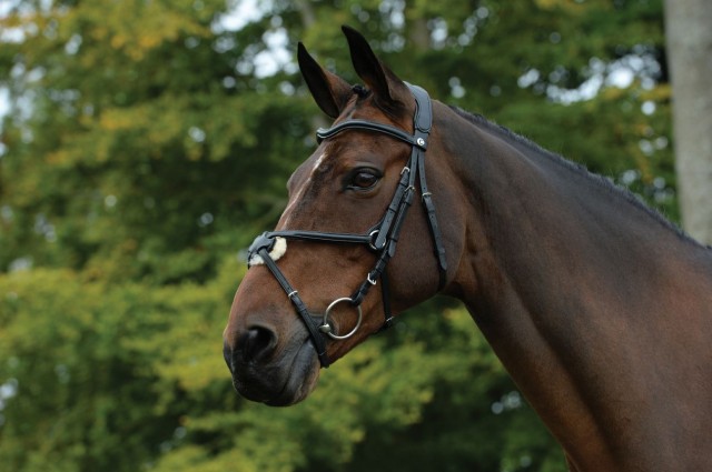 Collegiate Comfitec Grackle Bridle (Black)