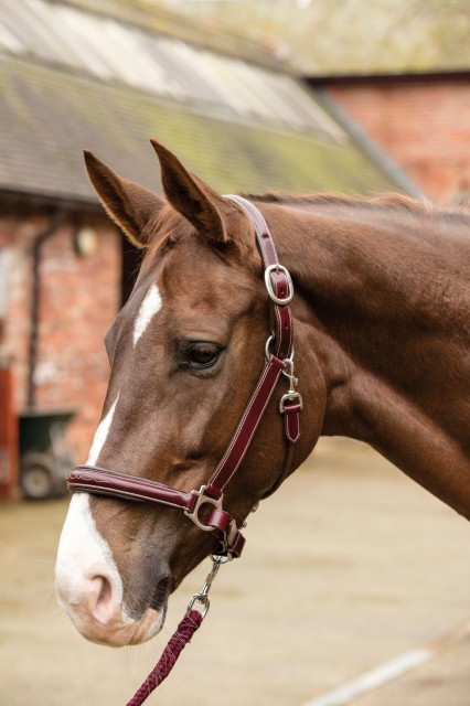 Mark Todd (Clearance) Leather Raised Fancy Stitch Headcollar (Havana)