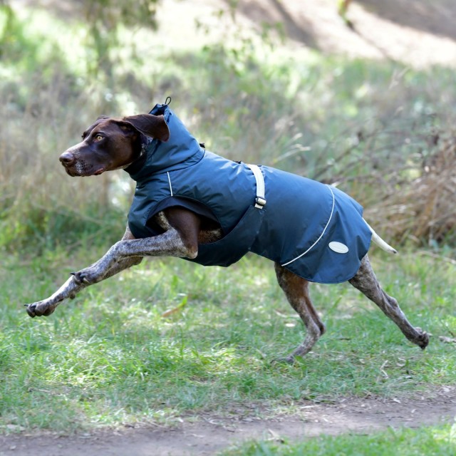 Weatherbeeta Explorer Medium Dog Coat (Navy)